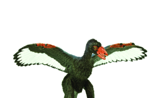 Aa-302829 Archaeopteryx